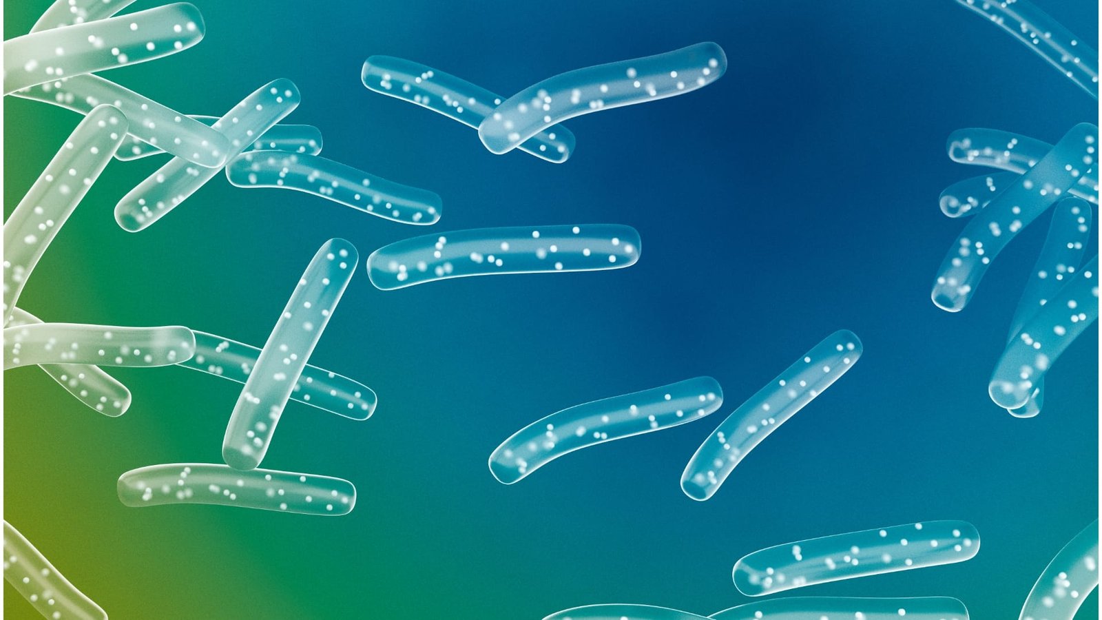 Prébiotiques et Probiotiques